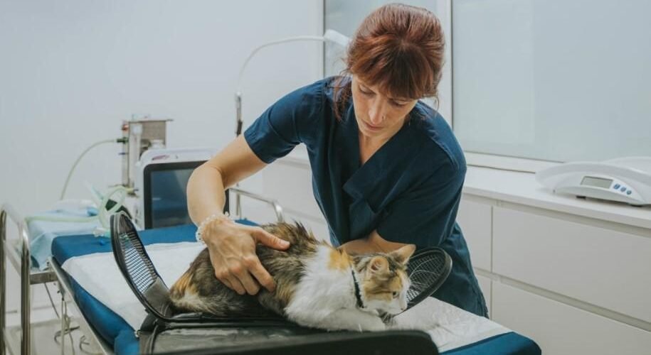 Nationwide Pet Insurance